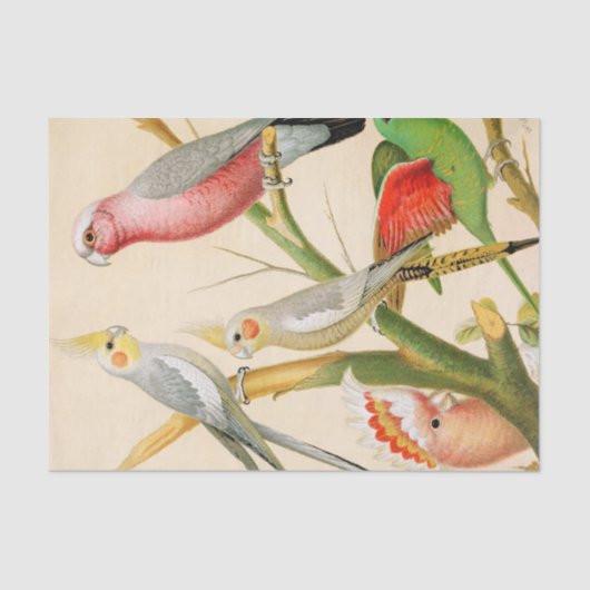 様々なインパケート、デコページ 薄葉紙 (正面)