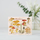 様々なキノコ ポストカード (スタンド正面)
