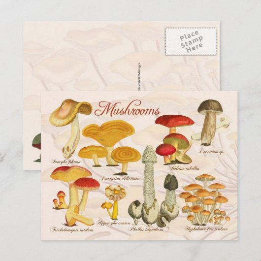様々なキノコ ポストカード (正面/裏面)
