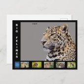 様々な大きな猫のような シーズンポストカード (正面/裏面)