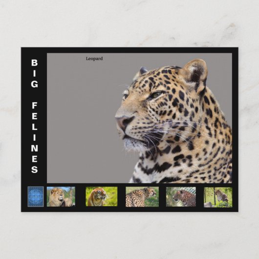 様々な大きな猫のような シーズンポストカード (正面)