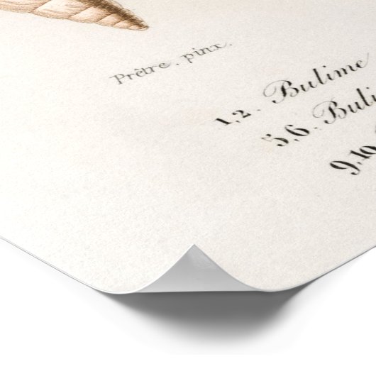 様々な種類の軟体動物 ポスター (角)