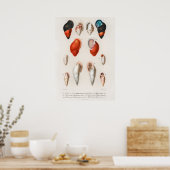 様々な種類の軟体動物 ポスター (キッチン)