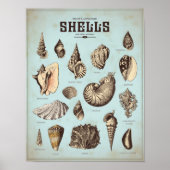 様々な貝殻を使用した海洋ポスター ポスター (正面)