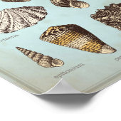 様々な貝殻を使用した海洋ポスター ポスター (角)