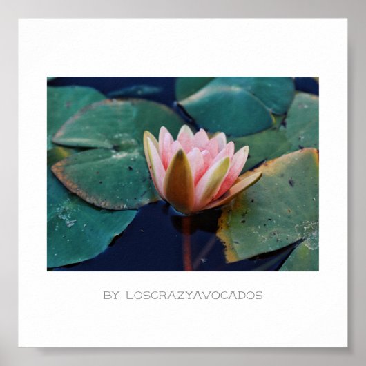 様式化ピンクの水百合花のポスター ポスター (正面)