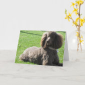 標準プードルの挨拶状 カード (黄色い花)
