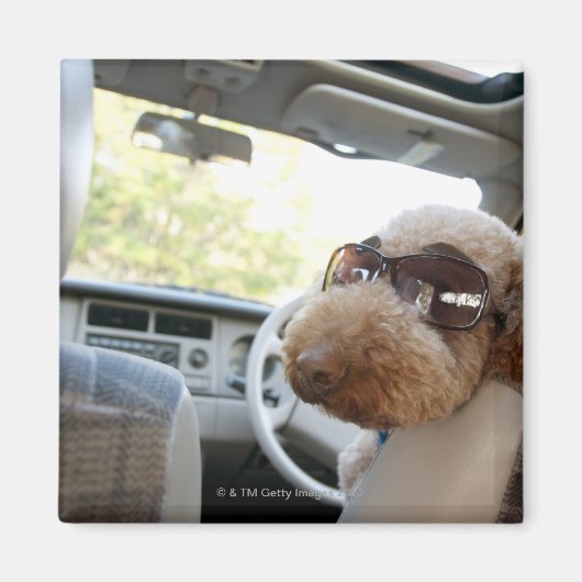 標準プードル3 マグネット (正面)