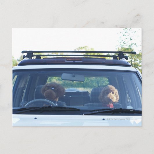 標準プードル4 ポストカード (正面)