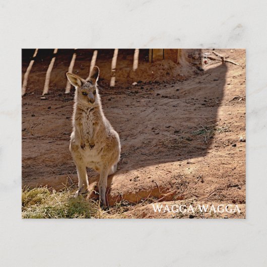 標準的なポストカード ポストカード (正面)