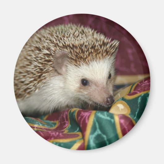 標準hhマグネット マグネット (正面)