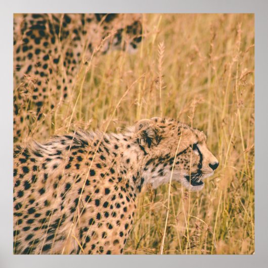 標的を見る – ヒョウの動物の写真 ポスター (正面)