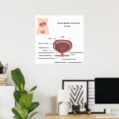 標識された女性の泌尿系 ポスター (ホームオフィス)