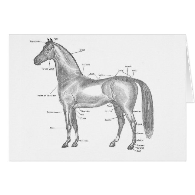 標識された馬 (正面横)