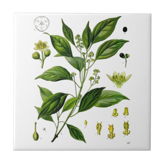 樟脳 タイル (正面)