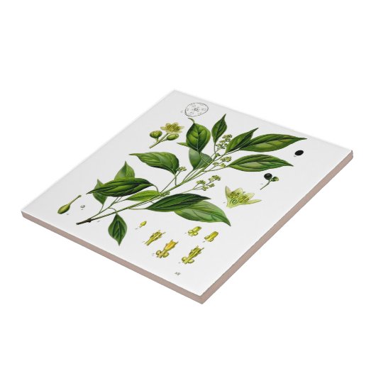 樟脳 タイル (側面)