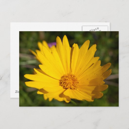 樟脳 ポストカード (正面/裏面)