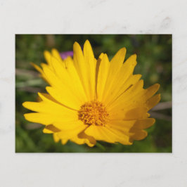 樟脳 ポストカード