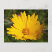 樟脳 ポストカード (正面)