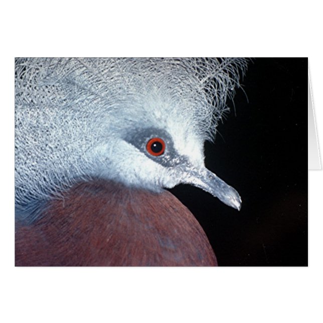 模造冠鳩 (正面横)