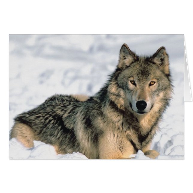 横たわるオオカミ (正面横)