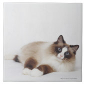 横たわる猫 タイル (正面)