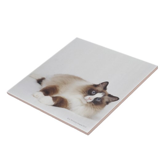 横たわる猫 タイル (側面)