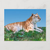 横たわる虎のポストカード ポストカード (正面)