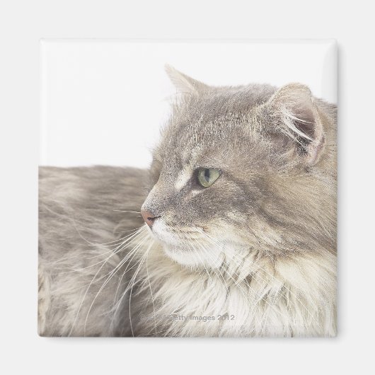 横になった猫 マグネット (正面)