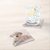 横になっているゴールデン・リトリーバー スクエアペーパーコースター (インサイチュ)