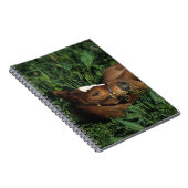 横になっている純血種の子馬 ノートブック (右側)