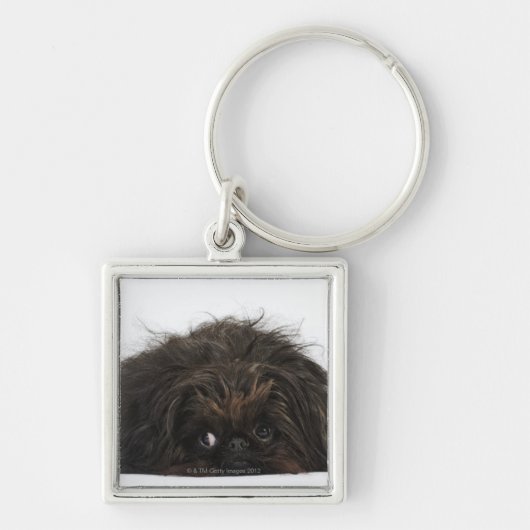 横になっているPekingese黒い犬 キーホルダー (正面)