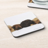 横になっているPekingese 3匹の犬および独身のなパグ コースター (左側)