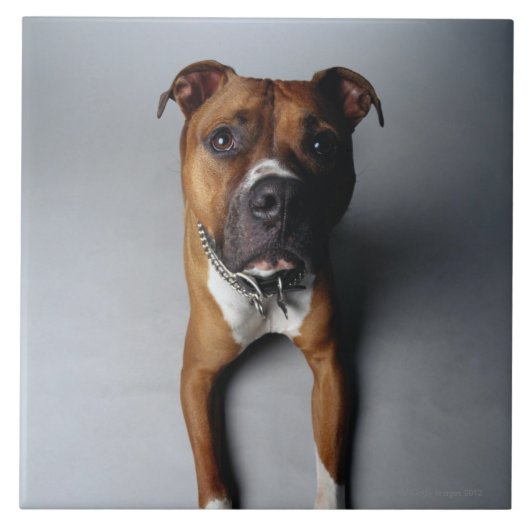 横になるピット・ブルテリア タイル (正面)