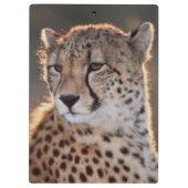 横を向くチーター クリップボード (裏面)