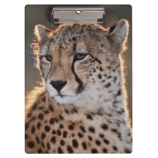 横を向くチーター クリップボード (正面)