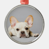 横フランスのたわるブルドッグ メタルオーナメント (正面)