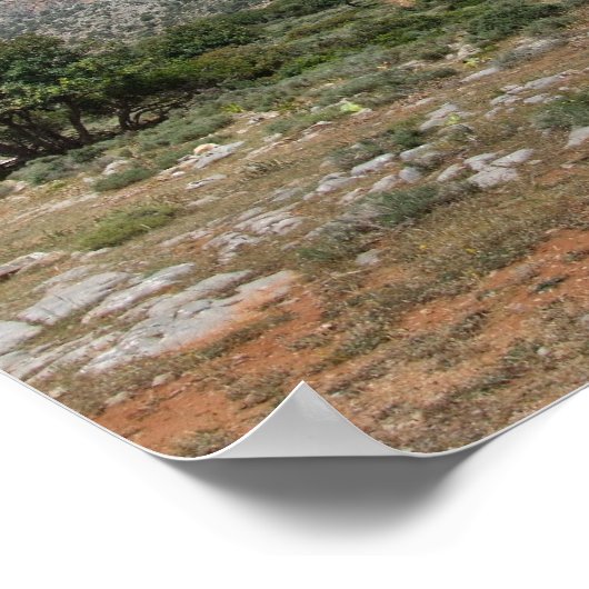 横向地中海のき ポスター (角)