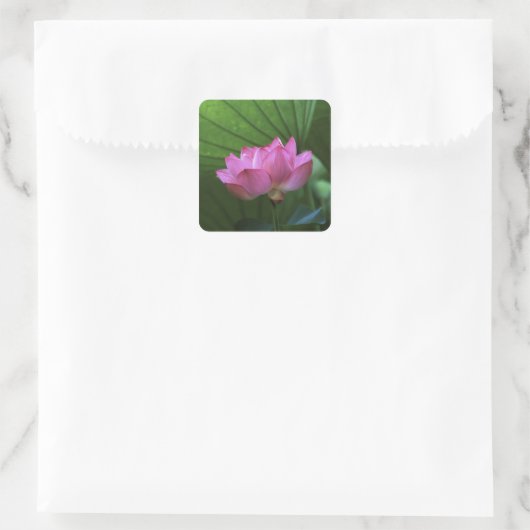 横浜三渓園大賀蓮 スクエアシール (バッグ)