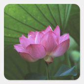 横浜三渓園大賀蓮 スクエアシール (正面)