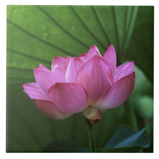 横浜三渓園大賀蓮 タイル (正面)