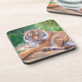 横素晴らし倒し虎の写真 コースター (左側)