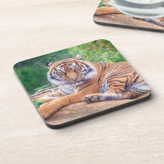 横素晴らし倒し虎の写真 コースター (左側)