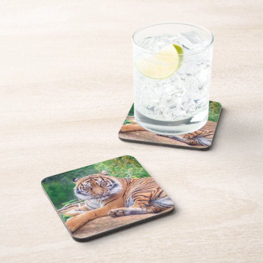 横素晴らし倒し虎の写真 コースター (右側)