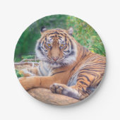 横素晴らし倒し虎の写真 ペーパープレート (正面)