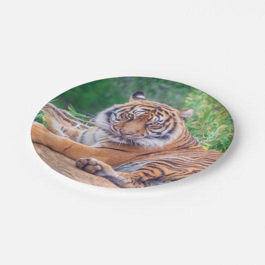 横素晴らし倒し虎の写真 ペーパープレート (アングル)