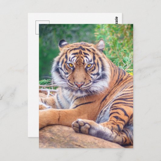 横素晴らし倒し虎の写真 ポストカード (正面/裏面)