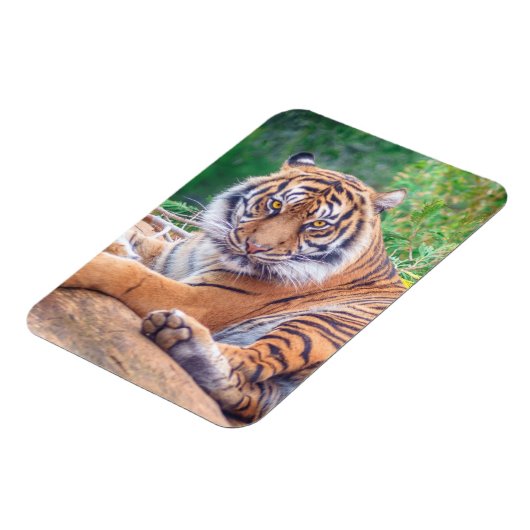 横素晴らし倒し虎の写真 マグネット (左側)