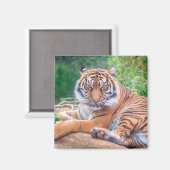 横素晴らし倒し虎の写真 マグネット (正面/裏面)