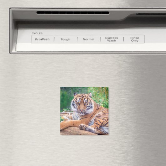 横素晴らし倒し虎の写真 マグネット (インサイチュ (食洗機))